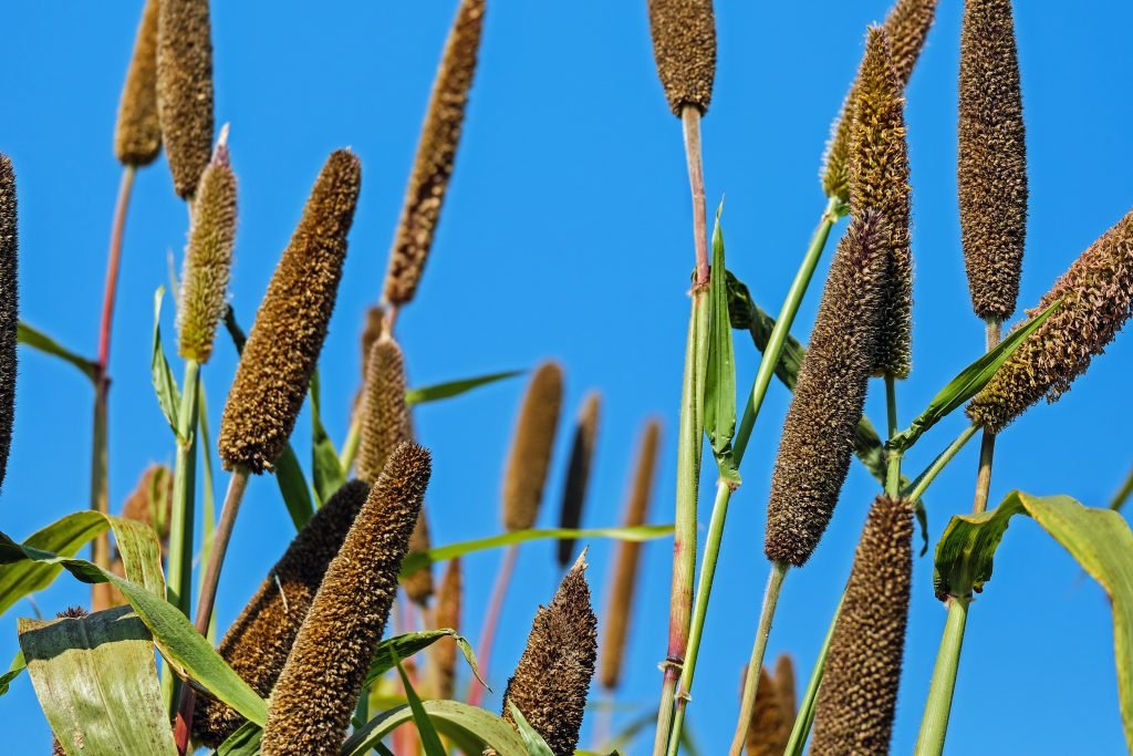 Green Millets